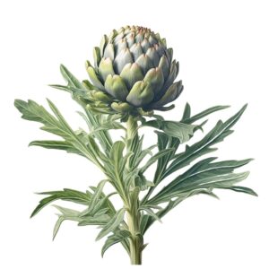 Cynara cardunculus var. scolymus uses and benefits