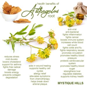 Astragalus root uses and benefits