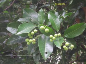 Acronychia pedunculata Uses and benefits