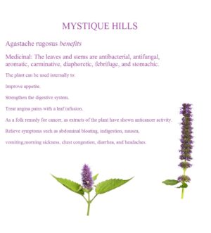 Agastache rugosus, Chinese patchouli uses and benefits