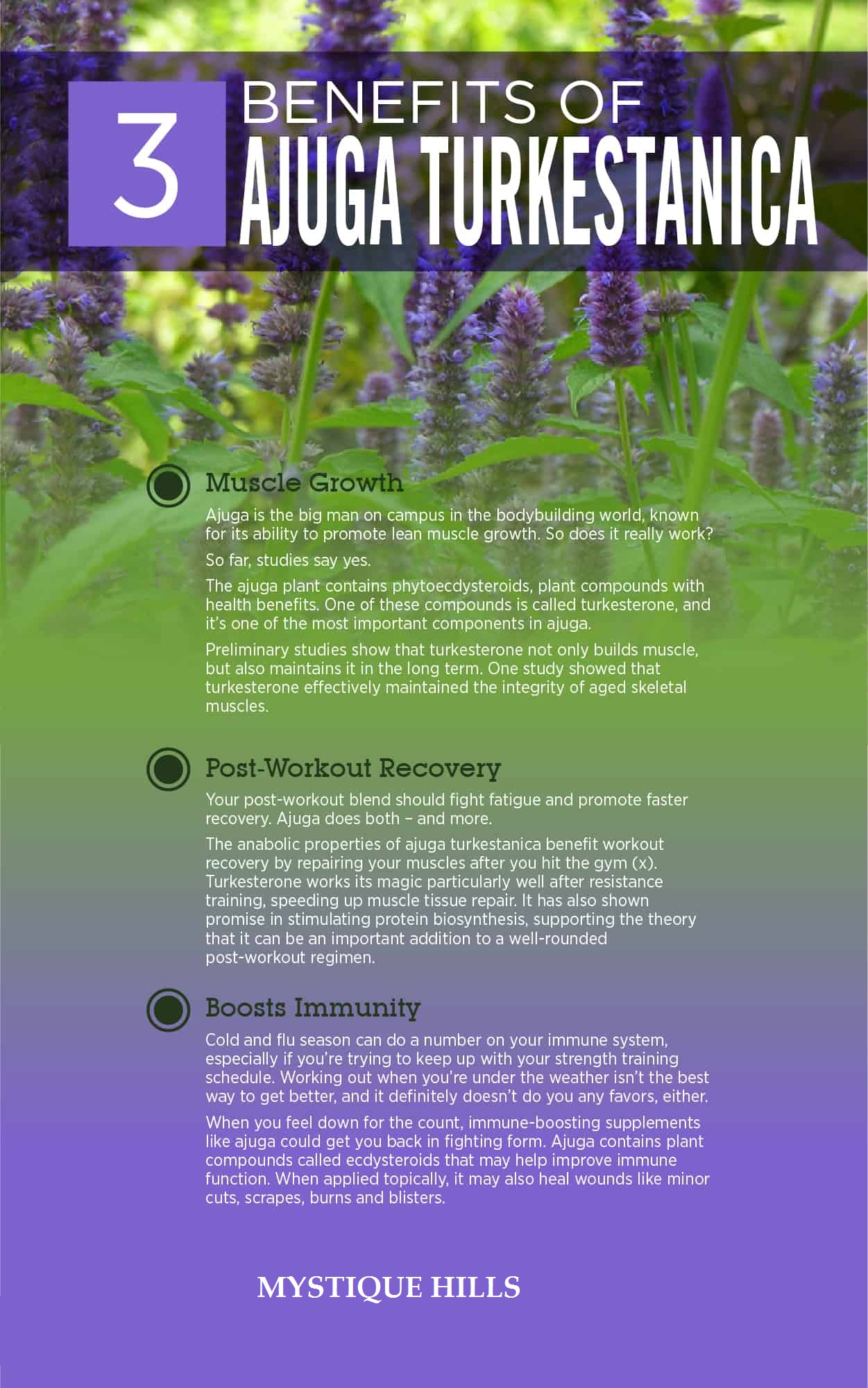 Ajuga turkestanica uses and benefits
