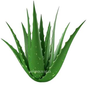 Aloe vera uses and benefits