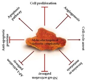 Antrodia camphorata uses and benefits