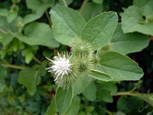 Arctium lappa uses and benefits