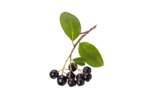 Aronia berries uses and benefits