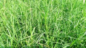 Cynodon dactylon uses and benefits