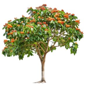 Saraca asoca uses and benefits