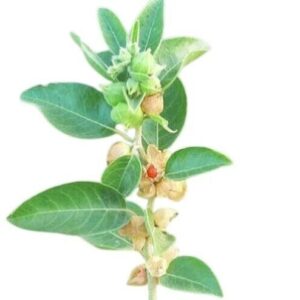 Ashwagandha leaves and roots,uses and benefits