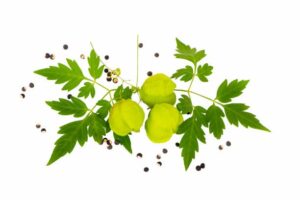 Balloon vine powder uses and benefits