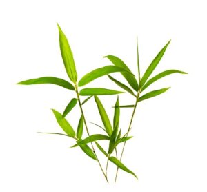 Bamboo leaves uses and benefits