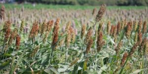 Echinochloa esculenta uses and benefits