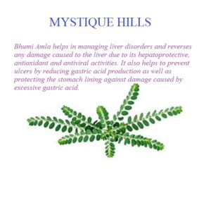 Bhumyamalaki uses and benefits