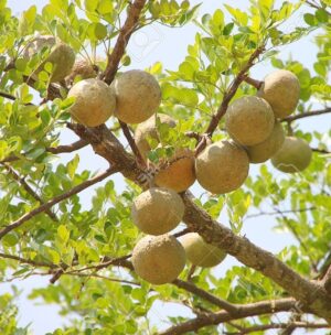 Aegle marmelos Uses and benefits
