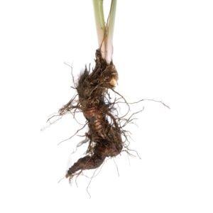 Actaea racemosa uses and benefits