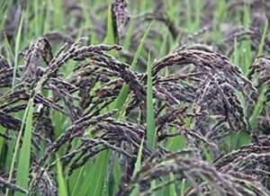 Black rice uses and benefits