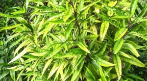 Justicia gendarussa uses and benefits