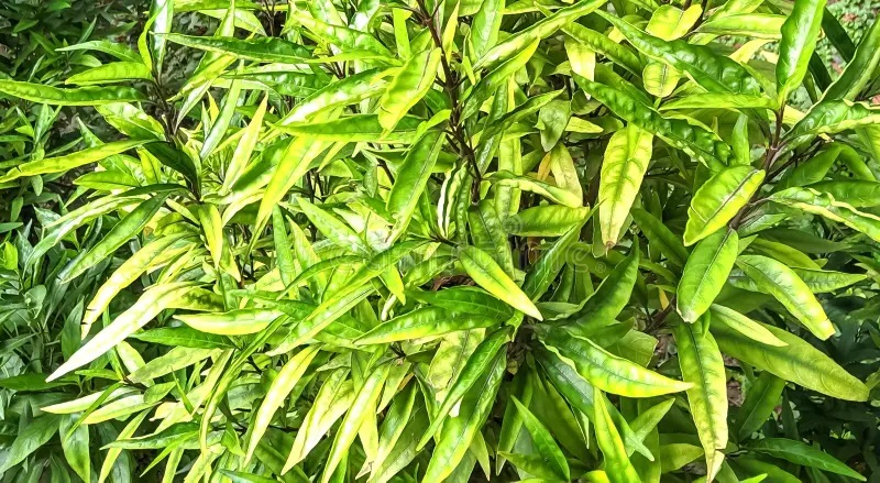 Justicia gendarussa uses and benefits