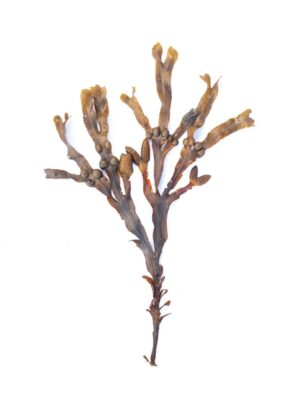 Fucus vesiculosus uses and benefits