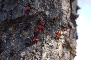 Bombax ceiba resin uses and benefits