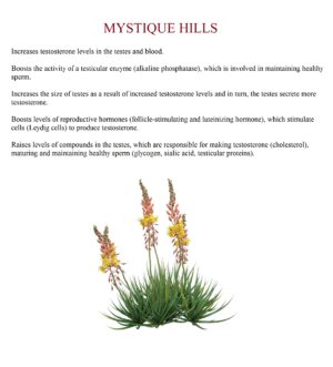 Bulbine natalensis uses and benefits