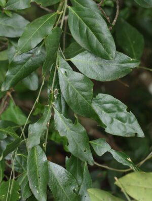 Capparis zeylanica uses and benefits