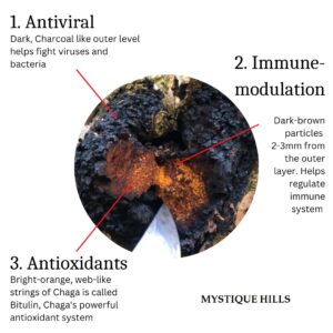 Chaga mushroom uses and benefits
