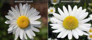 Chamomile flower uses and benefits