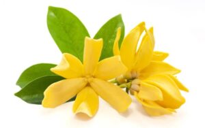 Magnolia champaca flower uses and benefits