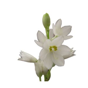 Chlorophytum tuberocum uses and benefits