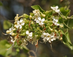 Clerodendrum phlomidis