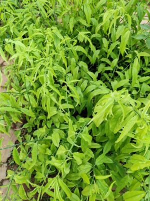 Clinacanthus nutans uses and benefits