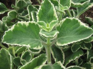 Crepe Ginger uses and benefits