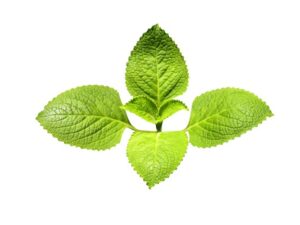 Coleus amboinicus uses and benefits