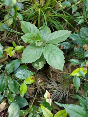 Cordia obliqua uses and benefits