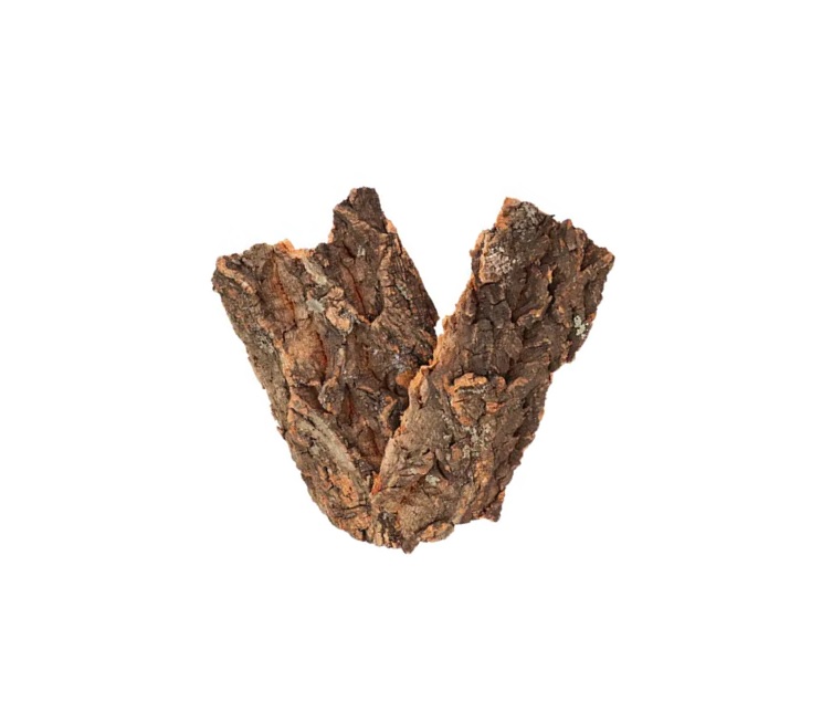 Cork Tree uses and benefits - Image 2