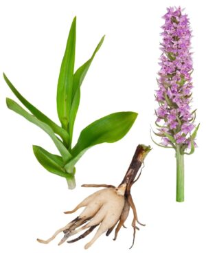 Dactylorhiza incarnata uses and benefits