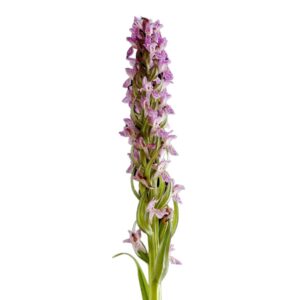 Orchis latifolia linn. uses and benefits
