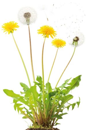 Dandelion flower, roots and leaves uses and benefits