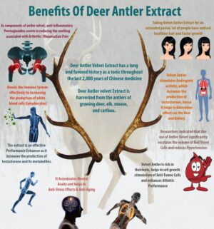 Deer Antler velvet uses and benefits