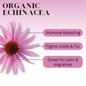 Echinacea flower and root uses and benefits