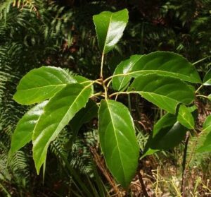 Elaeocarpus oblongus uses and benefits