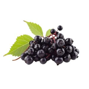 Elderberry uses and benefits
