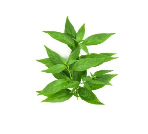 Andrographis Paniculata uses and benefits