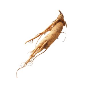 Panax ginseng uses and benefits
