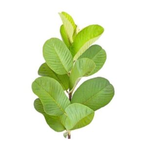 Guava leaf uses and benefits