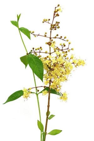 Lawsonia inermis uses and benefits