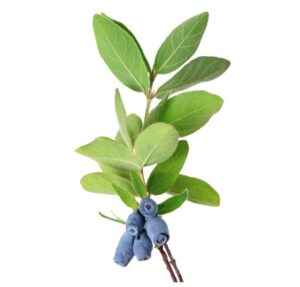 Lonicera caerulea uses and benefits
