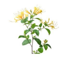 Lonicera uses and benefits