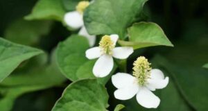 Houttuynia cordata uses and benefits  <!-- Google tag (gtag.js) --> <amp-analytics type="gtag" data-credentials="include"> <script type="application/json"> {   "vars": {     "gtag_id": "AW-655783048",     "config": {       "AW-655783048": {         "groups": "default"       }     }   },   "triggers": {   } } </script> </amp-analytics>