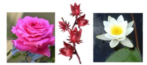 Infused white lotus, roselle, rose tea uses and benefits
